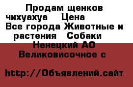 Продам щенков чихуахуа  › Цена ­ 10 000 - Все города Животные и растения » Собаки   . Ненецкий АО,Великовисочное с.